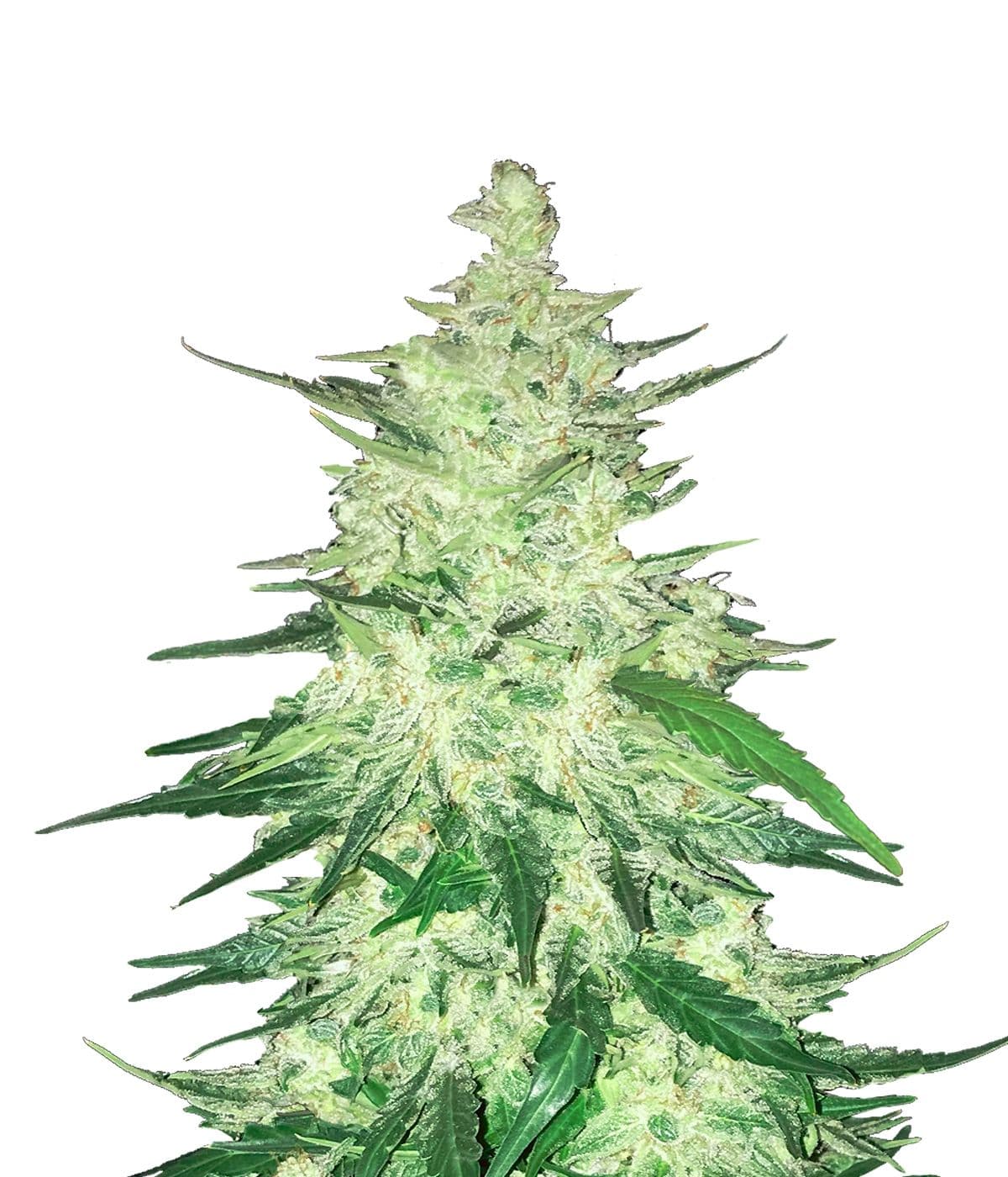 CBD 1:1 Auto Feminised Seeds (formerly Crack CBD Auto)