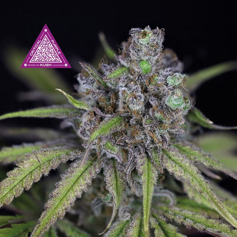 Critical Purple Kush Feminised Seeds