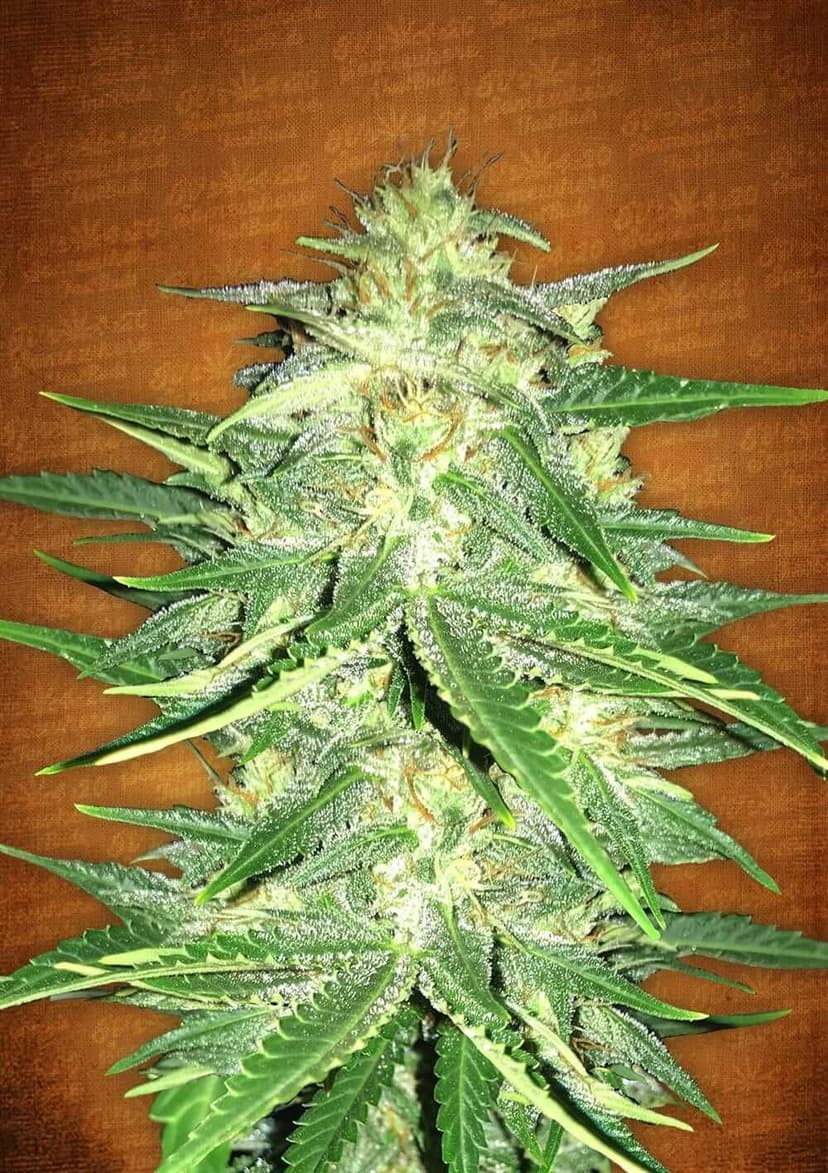 Lemon AK Auto Feminised Seeds