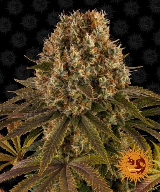 Strawberry Lemonade Feminised Seeds