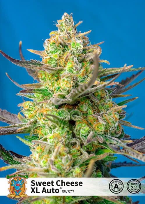 Sweet Cheese XL Auto Feminized Seeds