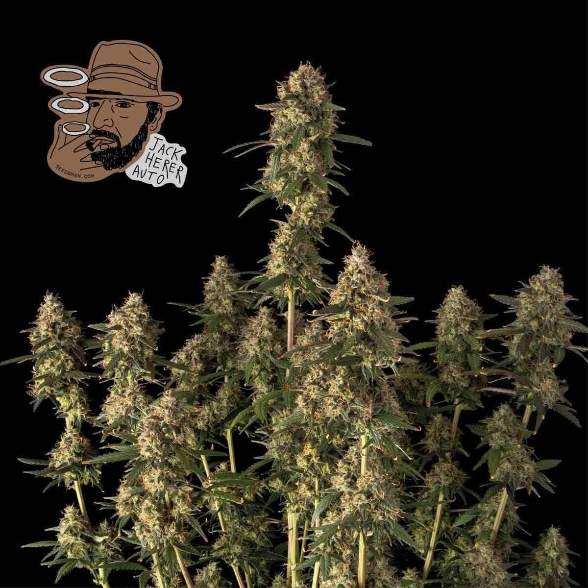 Jack Herer Auto Feminised Seeds