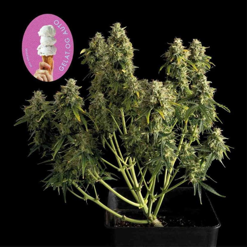 Gelat.OG Auto Feminised Seeds