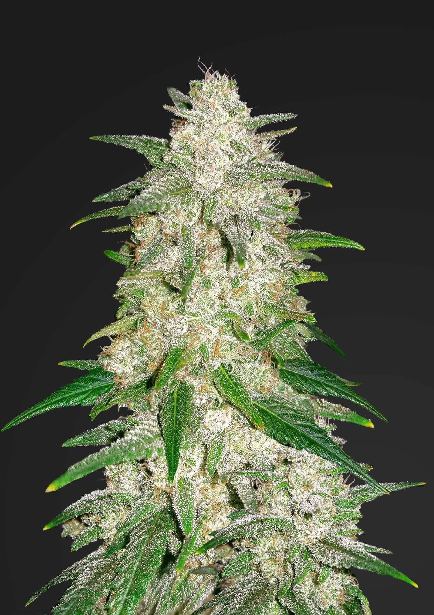 Gelato Auto Feminised Seeds