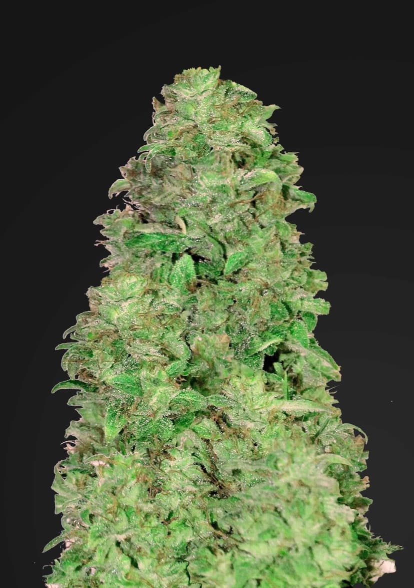 CBD 20:1 Auto Feminised Seeds