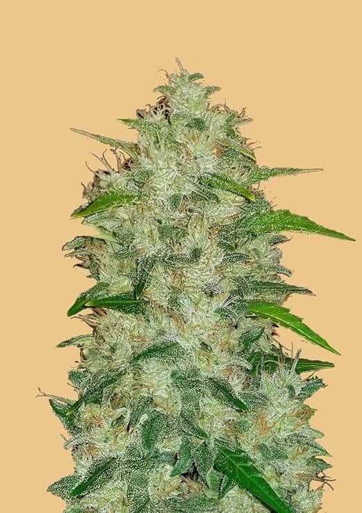 Original Chemdawg Auto Feminised Seeds