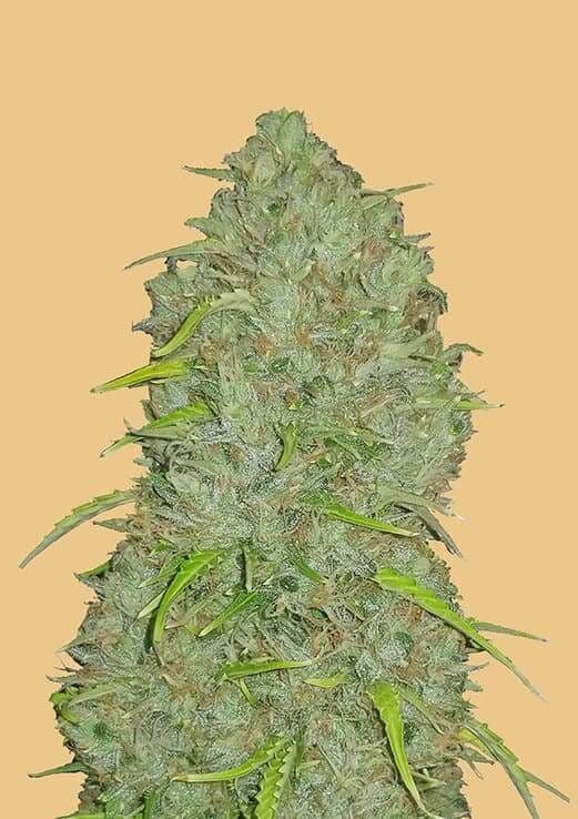 Original Jack Herer Auto Feminised Seeds