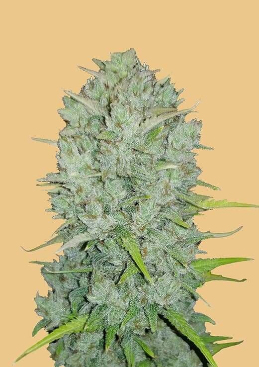 Original Northern Lights Auto Feminised Seeds