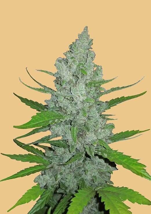 Original Sour Diesel Auto Feminised Seeds