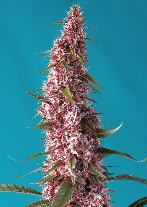 Red Pure CBD Auto Feminised Seeds