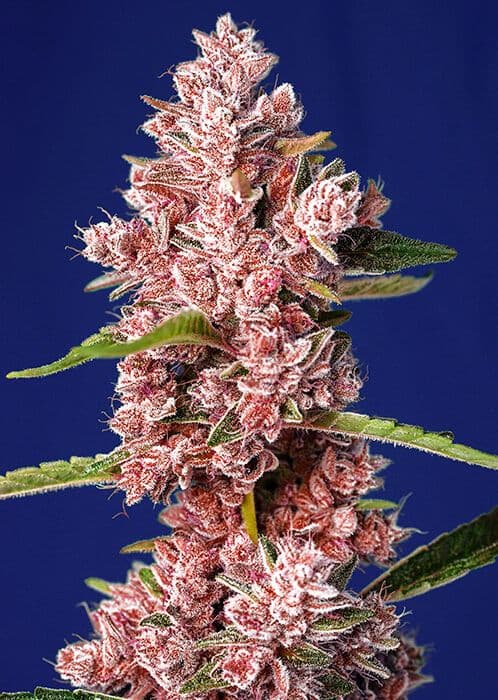 Tropicanna Poison F1 FAST Feminised Seeds