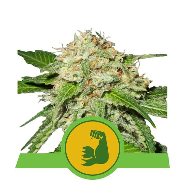 HulkBerry Auto Feminised Seeds