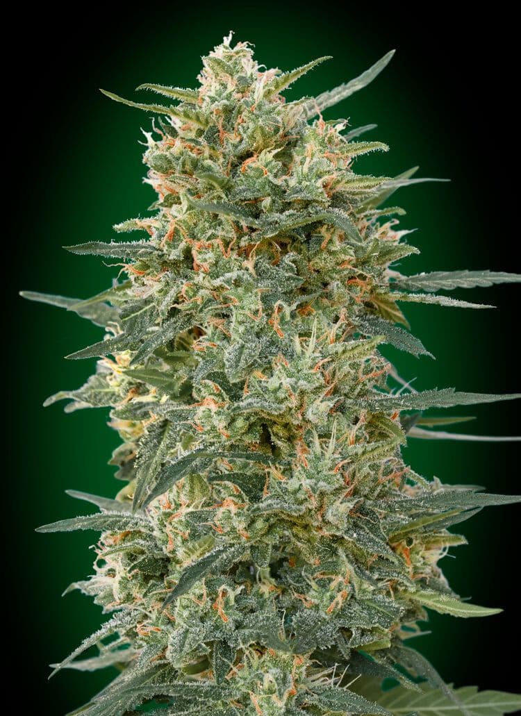 Gorilla FAST Feminised Seeds
