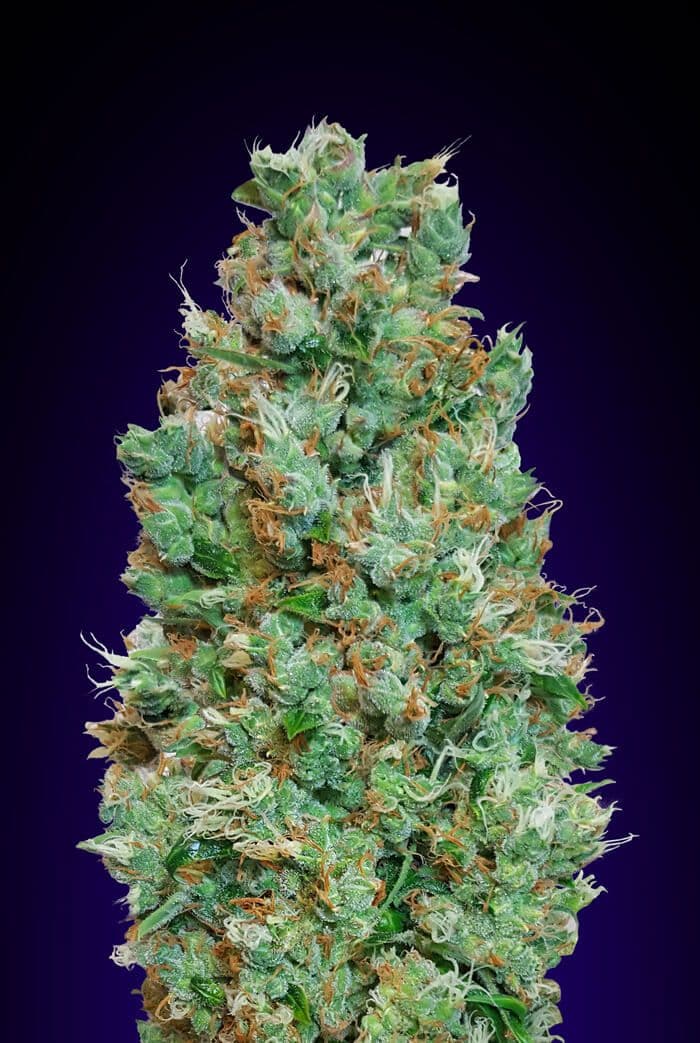 Blueberry Auto Feminised Seeds
