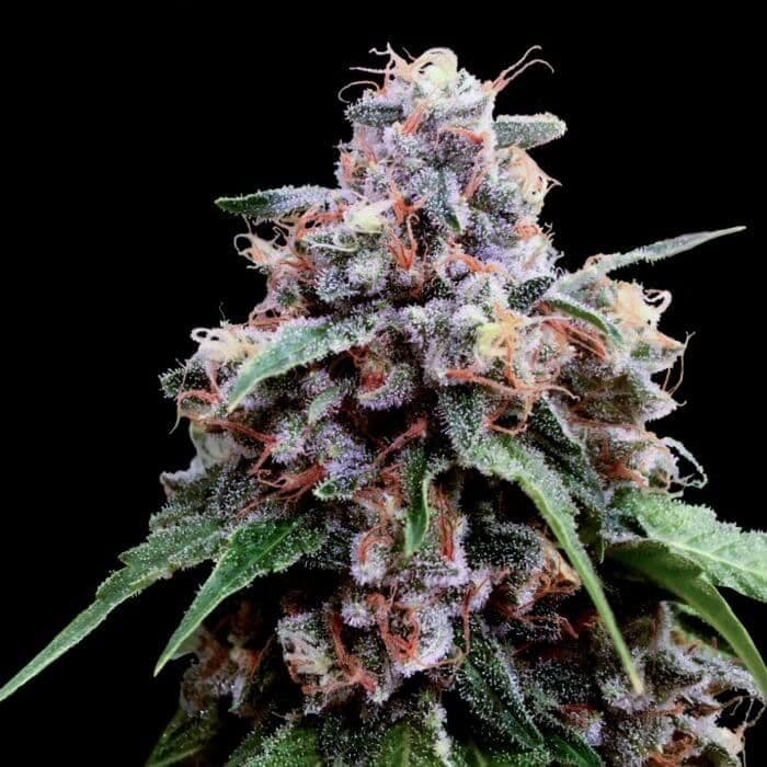 Lemon 18 Feminized Seeds (Crockett Family Farms)