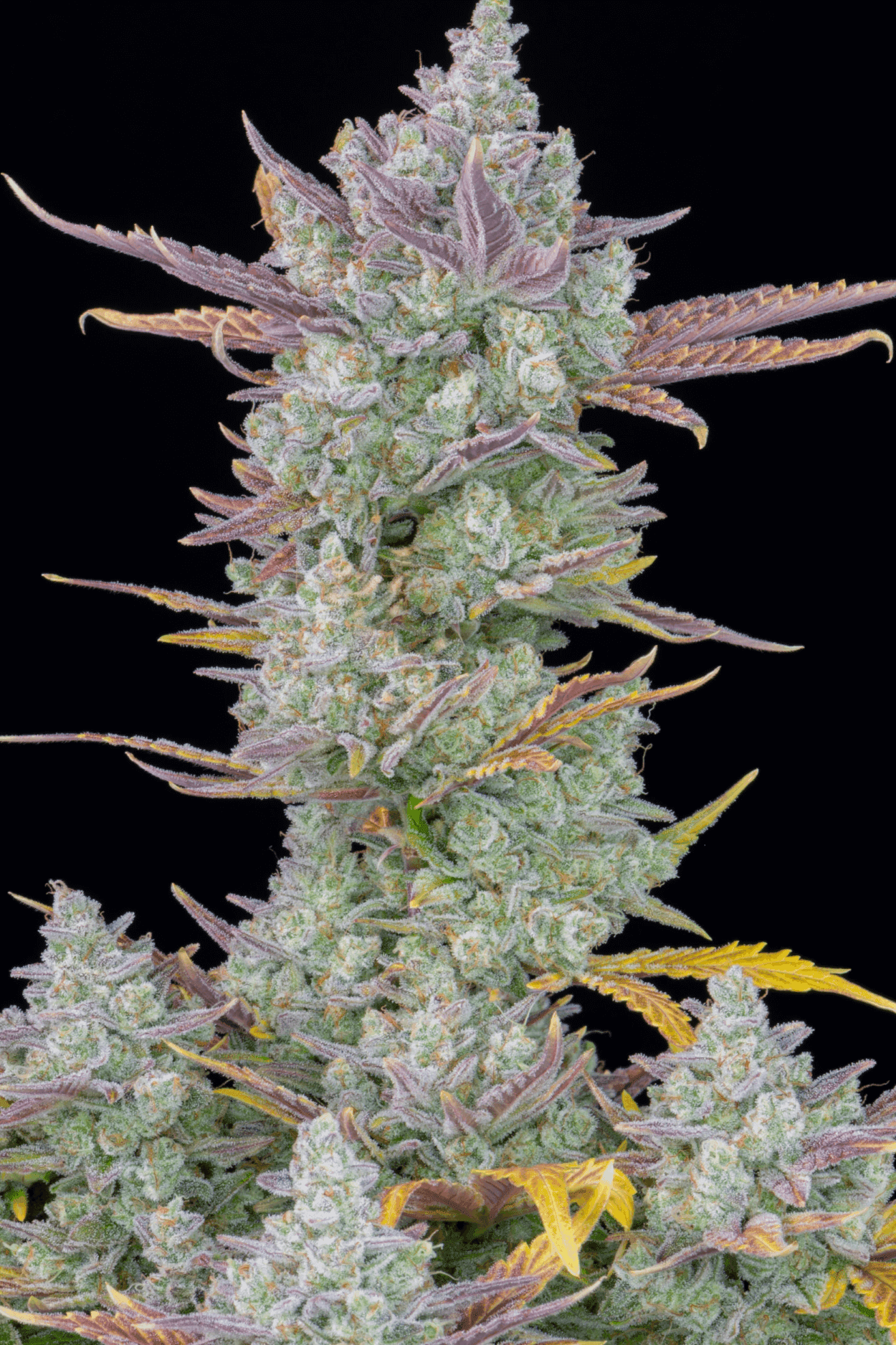 Gorilla Cookies Auto Feminised Seeds