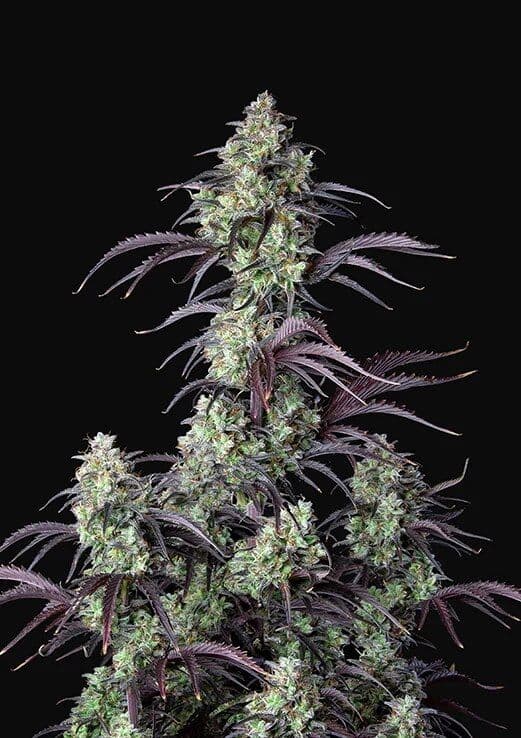 Mimosa Cake Auto Feminised Seeds