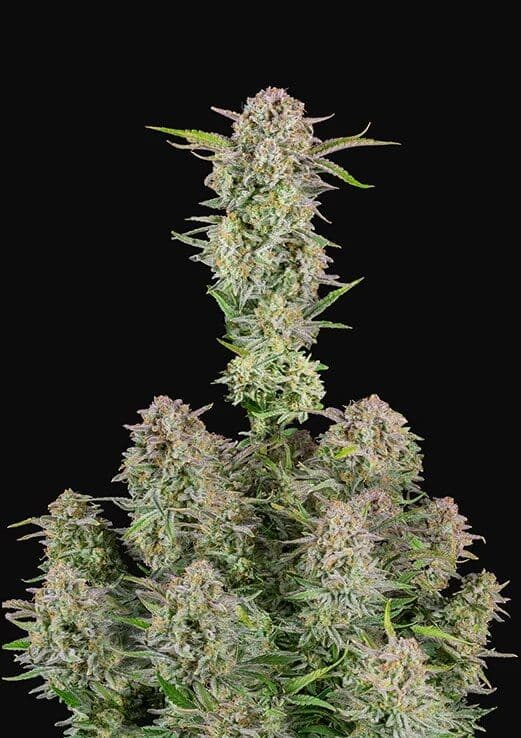 Bruce Banner Auto Feminised Seeds