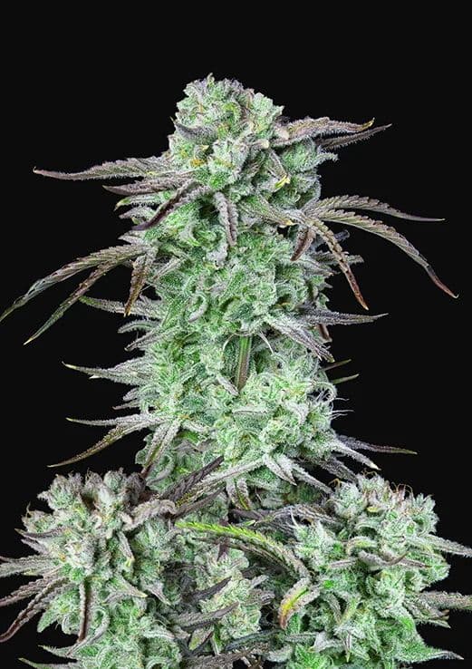 Strawberry Banana Auto Feminised Seeds