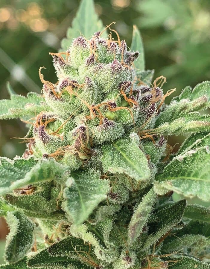 Apple Blossom Feminised Seeds