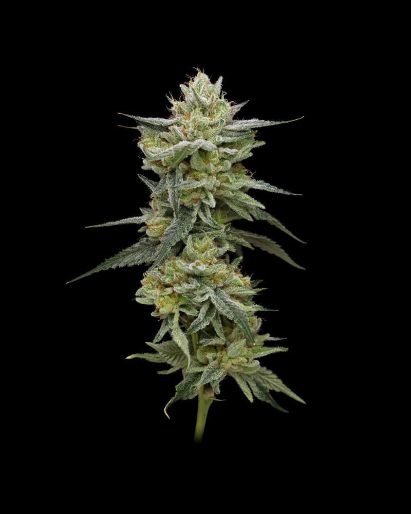 Hella Jelly (formerly Jelly Rancher) Feminised Seeds