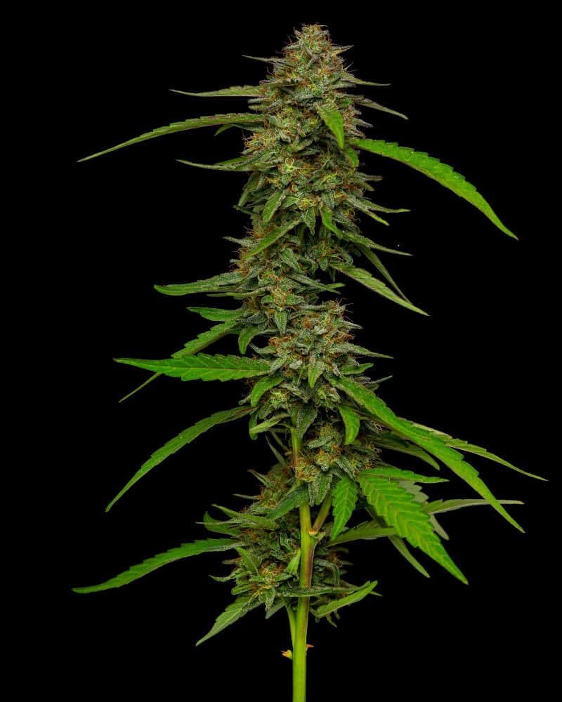 Strawberry Cheesecake Feminised Seeds
