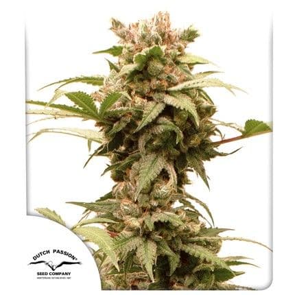 CBG-Force Auto Feminised Seeds