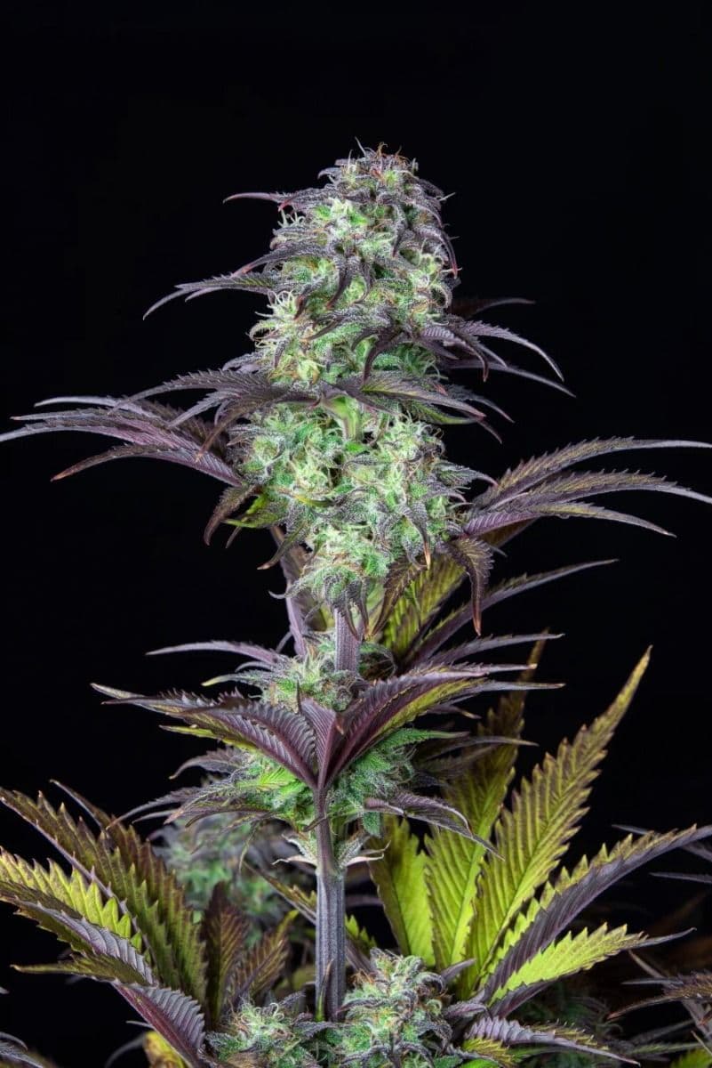 Original Blueberry Auto Feminised Seeds