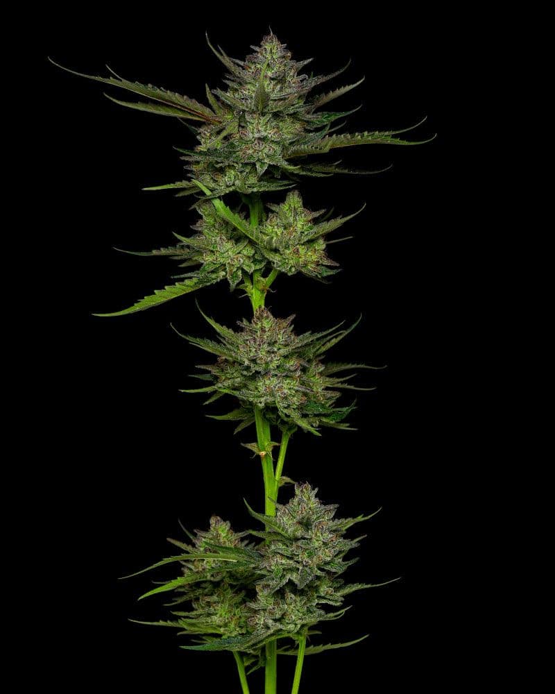 Sour Apple Auto Feminised Seeds