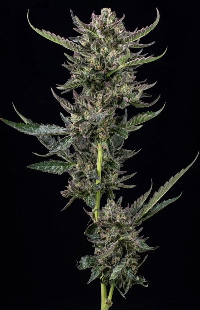 Notorious THC Feminised Seeds