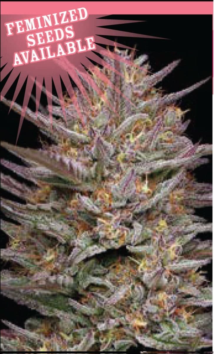 Raspberry Parfait Feminised Seeds