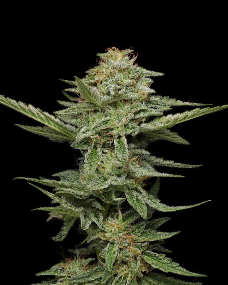 Pistachio Feminised Seeds