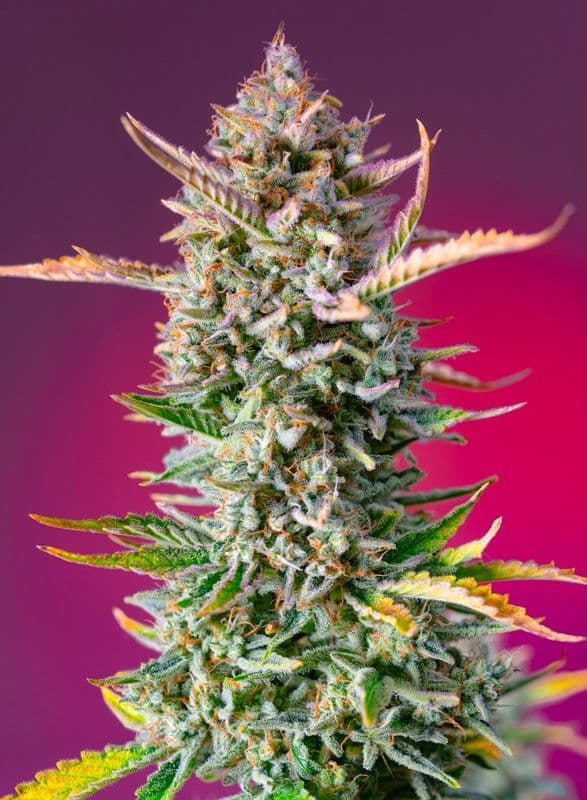 Gorilla Sherbet F1 FAST Feminised Seeds