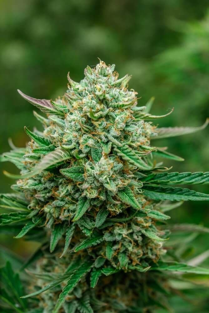 Froot by the Foot Auto Feminized Seeds