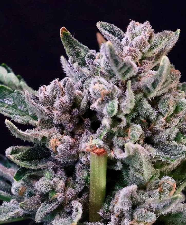 Gelato 41 Feminized Seeds