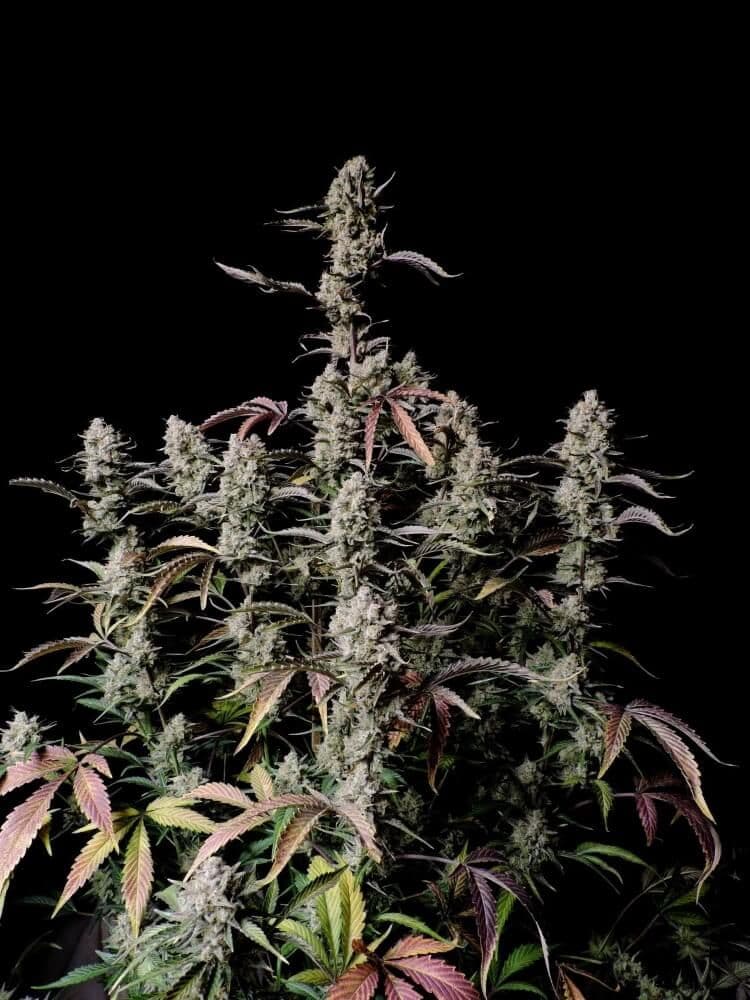Gorilla Zkittlez Auto Feminised Seeds