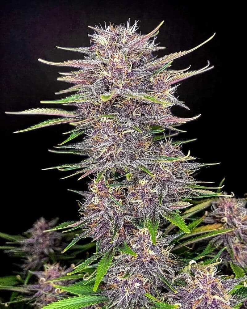 Banana Purple Punch Auto Feminised Seeds
