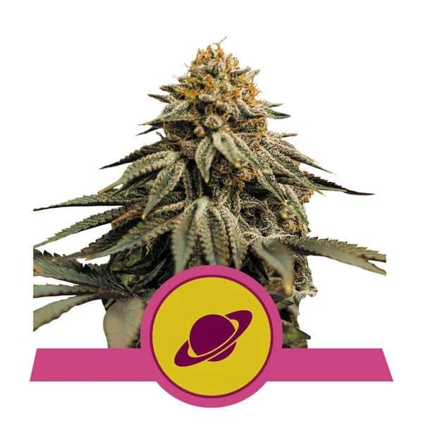 Royal Skywalker Feminised Seeds