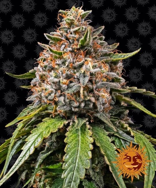 White Widow XXL Feminised Seeds
