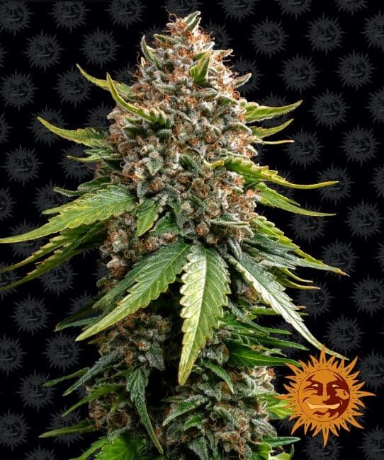 White Widow XXL Auto Feminised Seeds