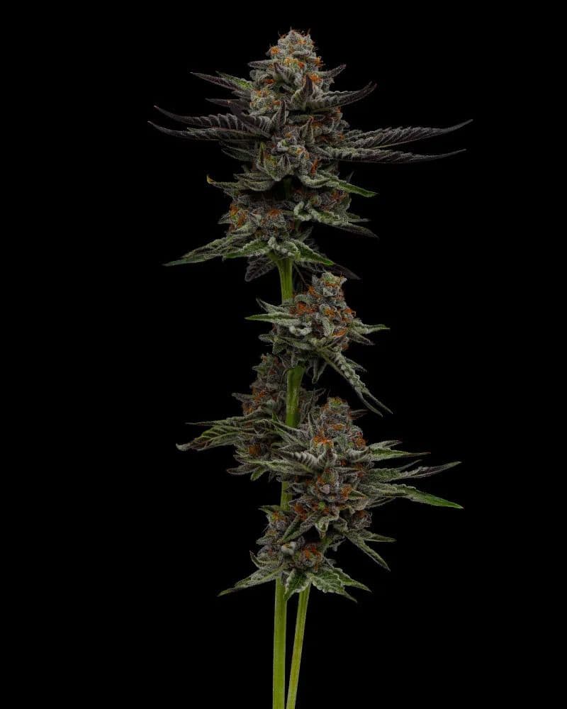 Vanilla Créme Pie Feminised Seeds