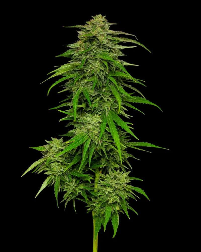 Mango Sherbert Auto Feminised Seeds