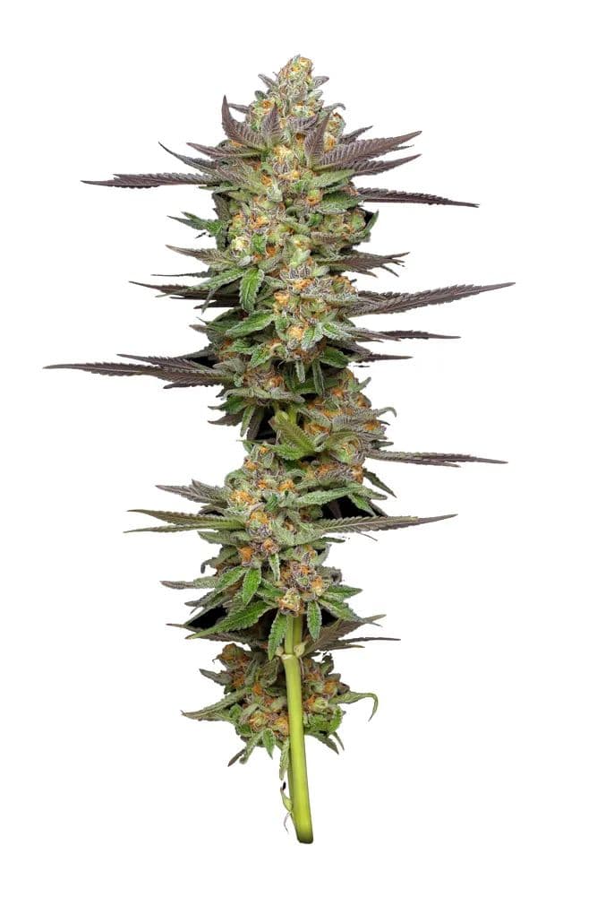 Mint Jelly Auto Feminised Seeds