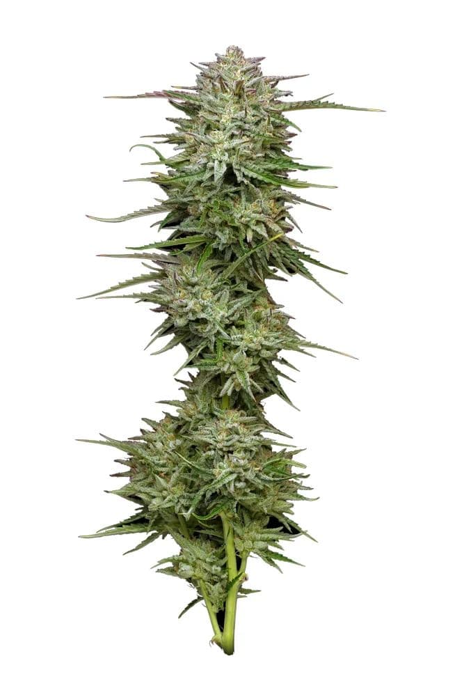 Pound Town Auto Feminised Seeds
