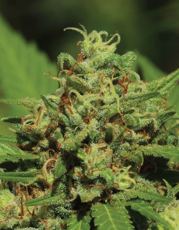 Emerald Fire OG Feminised Seeds
