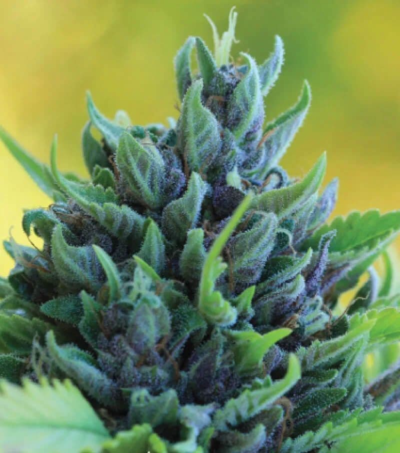 Humboldt Dream Feminised Seeds