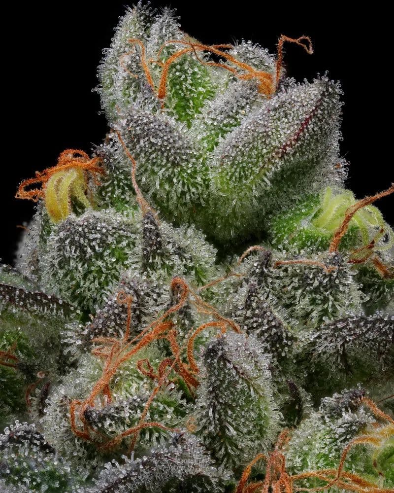 California Cream (Caramel Cream) Auto Feminized Seeds