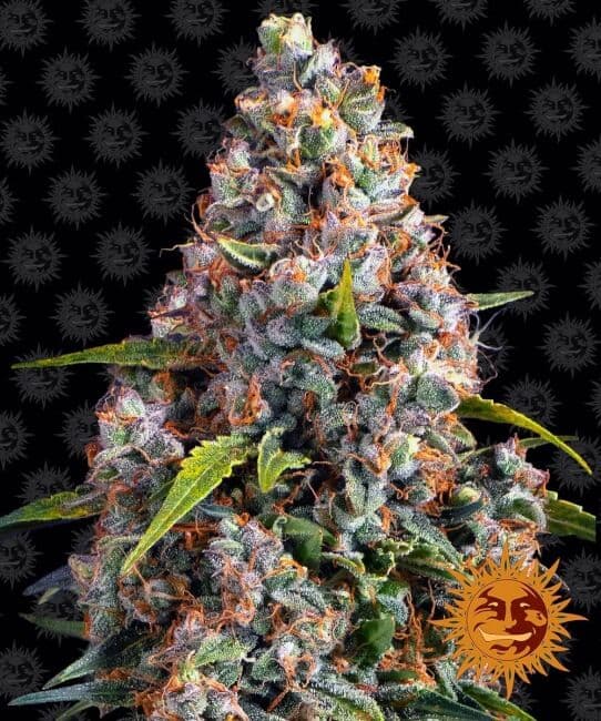 Strawberry Cheesecake Auto Feminised Seeds