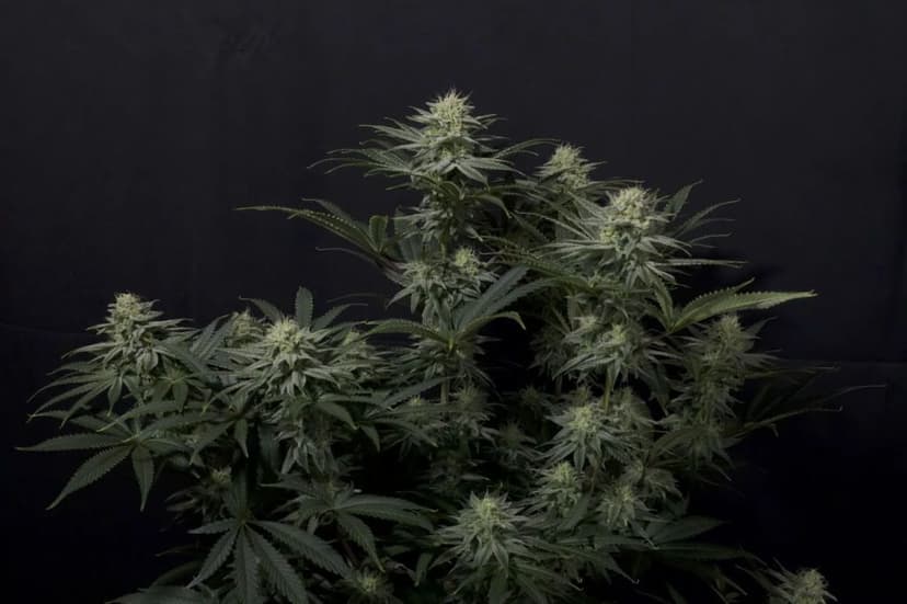 GG4 Sherbet FAST Feminised Seeds