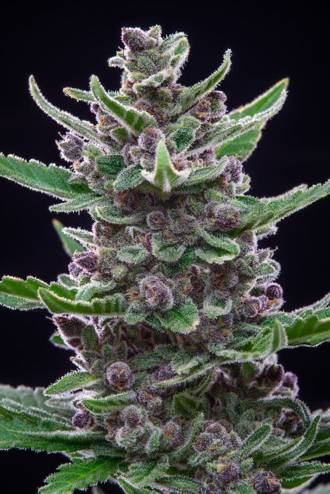Tropicana Cookies Auto Feminised Seeds